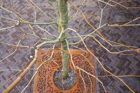 103460 straatmeubilair boombescherming boomroosters